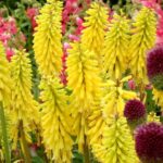 KNIPHOFIA LEMON POPSICLE