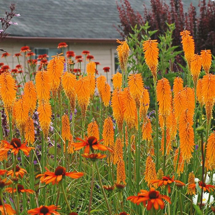 KNIPHOFIA MANGO POSIDE