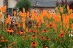 KNIPHOFIA MANGO POSIDE
