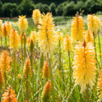 KNIPHOFIA MOONSTONE