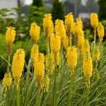 KNIPHOFIA PINEAPPLE POPSICLE