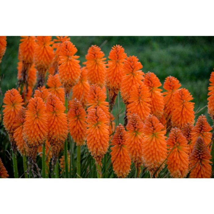 KNIPHOFIA PYROMANIA ORANGE BLAZE - imagine 2
