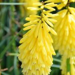 KNIPHOFIA PYROMANIA SOLAR FLARE - imagine 3