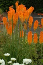KNIPHOFIA MANGO POSIDE