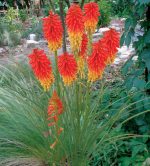 KNIPHOFIA PAPAYA POPSICLE-2L-livrarea din aprilie - imagine 4