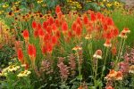 KNIPHOFIA PAPAYA POPSICLE