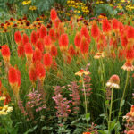 KNIPHOFIA PAPAYA POPSICLE
