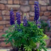 LUPIN LEGENDARY BLUE SHADES