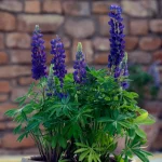 LUPIN LEGENDARY BLUE SHADES