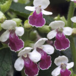 MELITTIS ROYAL VELVET DISTINCTION