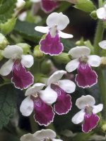 MELITTIS ROYAL VELVET DISTINCTION