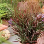PANICUM HOT ROD