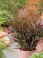 PANICUM HOT ROD