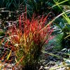 PANICUM SANGRIA