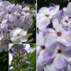 PHLOX FLAME MARINE