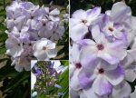 PHLOX FLAME MARINE