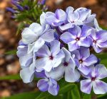 PHLOX FLAME MARINE - imagine 2