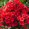 PHLOX FLAME RED PAN.