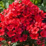 PHLOX FLAME RED PAN.