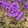PHLOX OLYMPUS PAN.