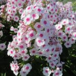 PHLOX PANICULATA FAMOUS WHITE WITH EYE