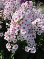 PHLOX PANICULATA FAMOUS WHITE WITH EYE