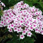 PHLOX PANICULATA FAMOUS WHITE WITH EYE - imagine 2