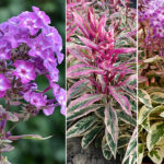 PHLOX OLYMPUS PAN.