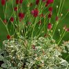 SANGUISORBA OFFICINALIS LITTLE ANGEL