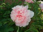 paeonia suffruticosa zhao fen