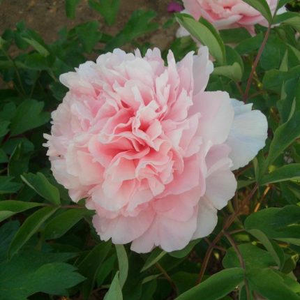 paeonia suffruticosa zhao fen