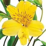 ALSTROEMERIA SUMMER SAMBA TESSUMSAM - imagine 3