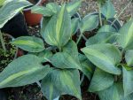 Hosta chaterine