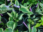 Hosta 'Diamond Necklace' - imagine 4