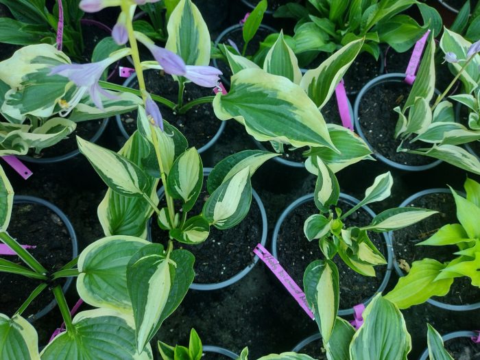 Hosta 'Diamond Necklace' - imagine 4