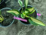 Hosta 'Diamond Necklace' - imagine 2