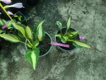 Hosta 'Diamond Necklace' - imagine 3