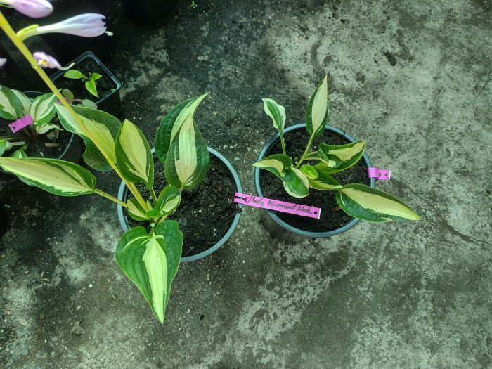 Hosta 'Diamond Necklace' - imagine 3