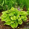 Hosta 'Golden Tiara'
