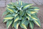Hosta ‘Catherine