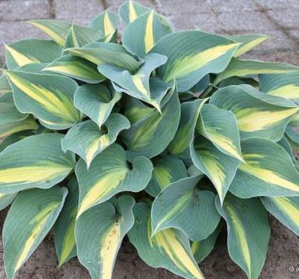 Hosta ‘Catherine