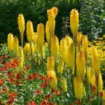 KNIPHOFIA BANANA POPSICLE