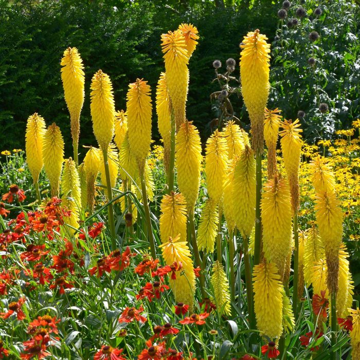 KNIPHOFIA BANANA POPSICLE
