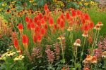 KNIPHOFIA PAPAYA POPSICLE-2L-livrarea din aprilie - imagine 2