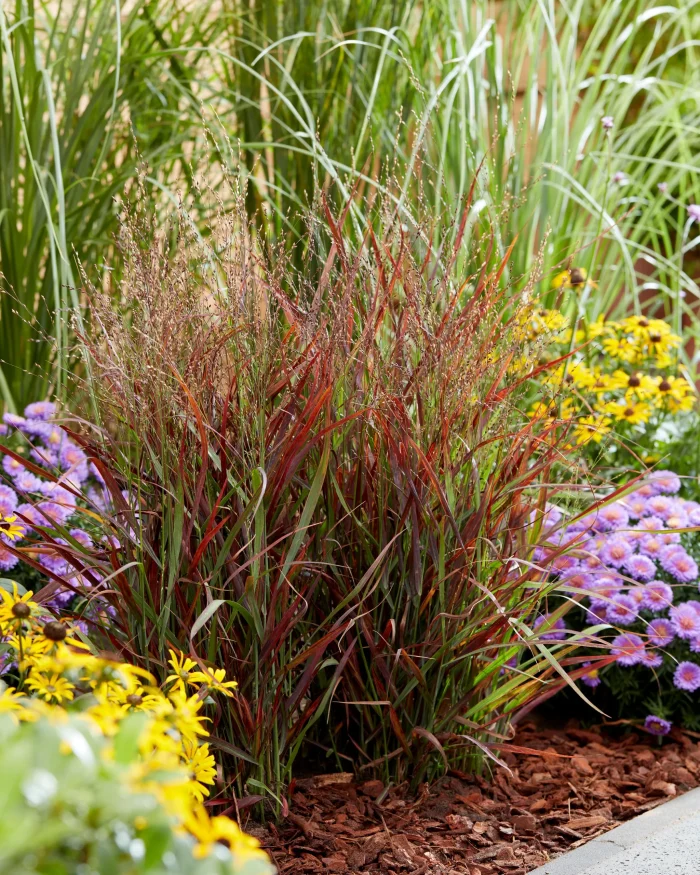 PANICUM HOT ROD - imagine 2