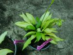 Hosta 'Paradise Tritone' -livrarea din martie 2026 - imagine 2