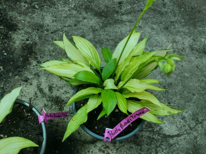 Hosta 'Paradise Tritone' -livrarea din martie 2026 - imagine 2