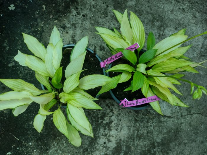 Hosta 'Paradise Tritone' -livrarea din martie 2026 - imagine 3