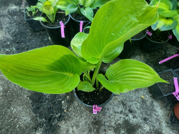 Hosta 'Sum and Substance' - imagine 2