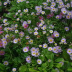 ERIGERON LAVENDER LADY